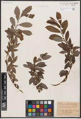 Foto von Salix aurita L. x Salix purpurea L.